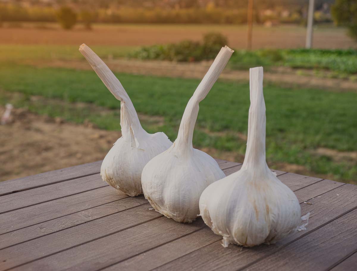 Aglione della Valdichiana 1 KG